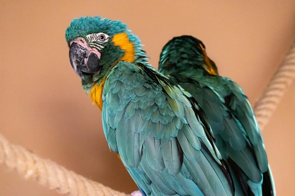 Casquettes tendance pour chiens : le style qui fait la différence !