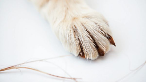 Découvrez le test ADN pour chien : les secrets révélés !