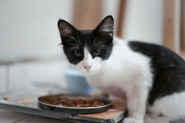 Top 10 des meilleures croquettes pour chat en 2026