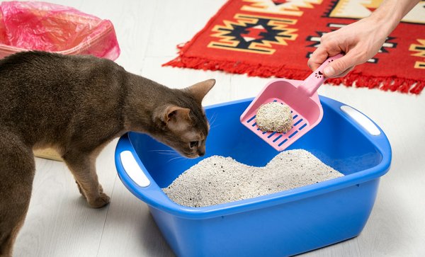 Guide ultime : choisir la meilleure litière pour chat